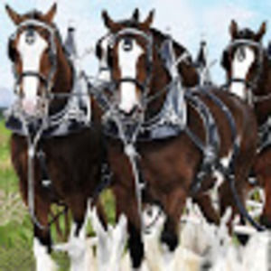 Meet your Posher, Evelyn